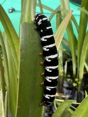 Xanthopastis regnatrix