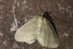 Operophtera brumata