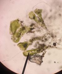 Sphaerocarpos texanus