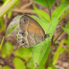 Pharneuptychia