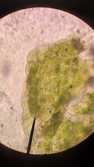 Sphaerocarpos texanus