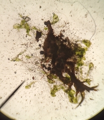 Sphaerocarpos texanus