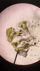 Sphaerocarpos texanus