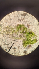 Sphaerocarpos texanus