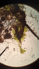 Sphaerocarpos texanus