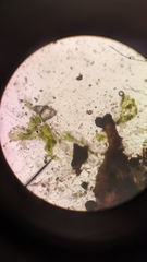 Sphaerocarpos texanus