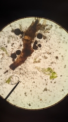 Sphaerocarpos texanus