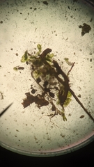 Sphaerocarpos texanus