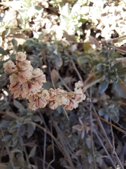 Eriogonum wrightii
