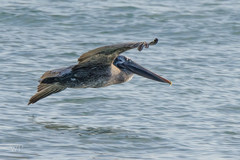 Pelecanus occidentalis urinator