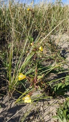 Oenothera oakesiana