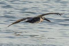 Pelecanus occidentalis urinator