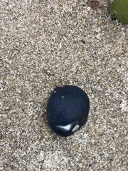 Nerita melanotragus