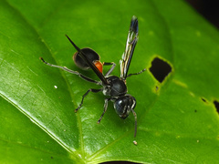 Ropalidia sumatrae