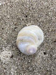 Sigapatella novaezelandiae