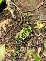 Asplenium hookerianum