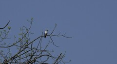 Chrysococcyx caprius