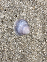 Austrovenus stutchburyi