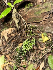 Asplenium hookerianum