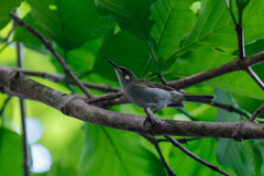 Meliphaga notata