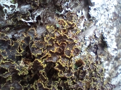Pseudocyphellaria holarctica