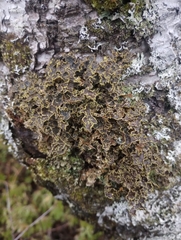 Pseudocyphellaria holarctica
