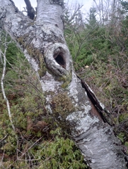 Pseudocyphellaria holarctica