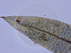 Pohlia cruda