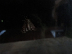 Lepidoptera