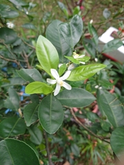 Citrus × microcarpa