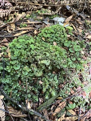 Hymenophyton flabellatum