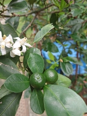 Citrus × microcarpa