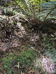 Hymenophyton flabellatum
