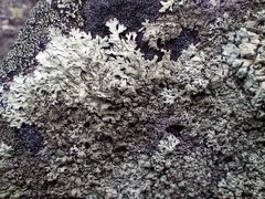 Arctoparmelia centrifuga