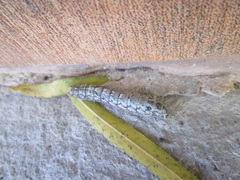 Lepidoptera