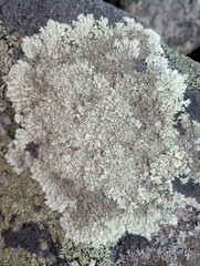 Arctoparmelia centrifuga