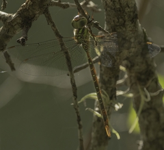 Triacanthagyna trifida