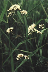 Valeriana officinalis