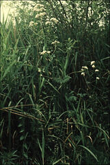 Valeriana officinalis