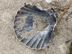 Pecten novaezelandiae