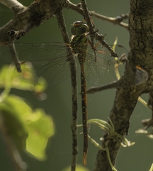 Triacanthagyna trifida