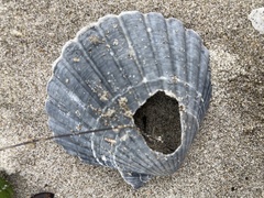 Pecten novaezelandiae