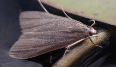 Elophila gyralis