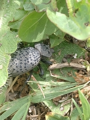 Scotobius pilularius