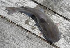 Ameiurus catus