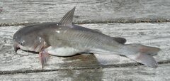 Ameiurus catus