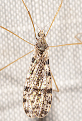 Limnophila fuscovaria