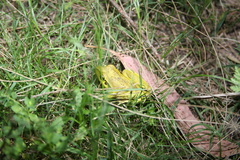 Ranoidea lesueuri