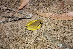 Ranoidea lesueuri