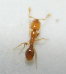 Solenopsis abdita